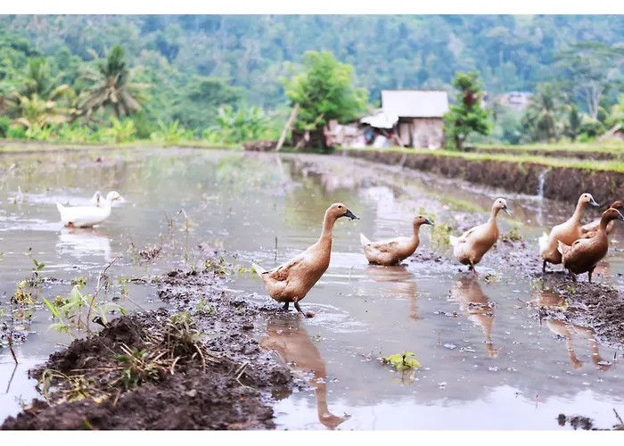 Gongwi Sidemen (Bali)